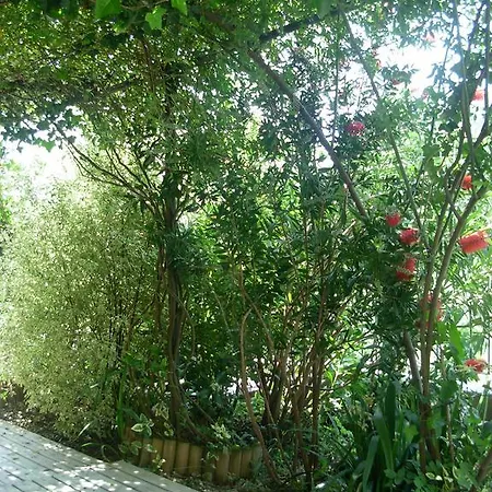 Allaluloja Apartamento