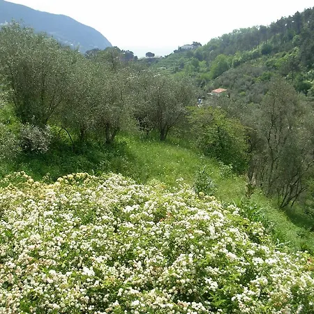Allaluloja Moneglia